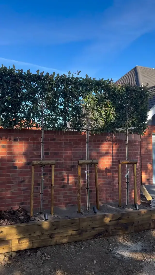 Finished living privacy wall seen straight on