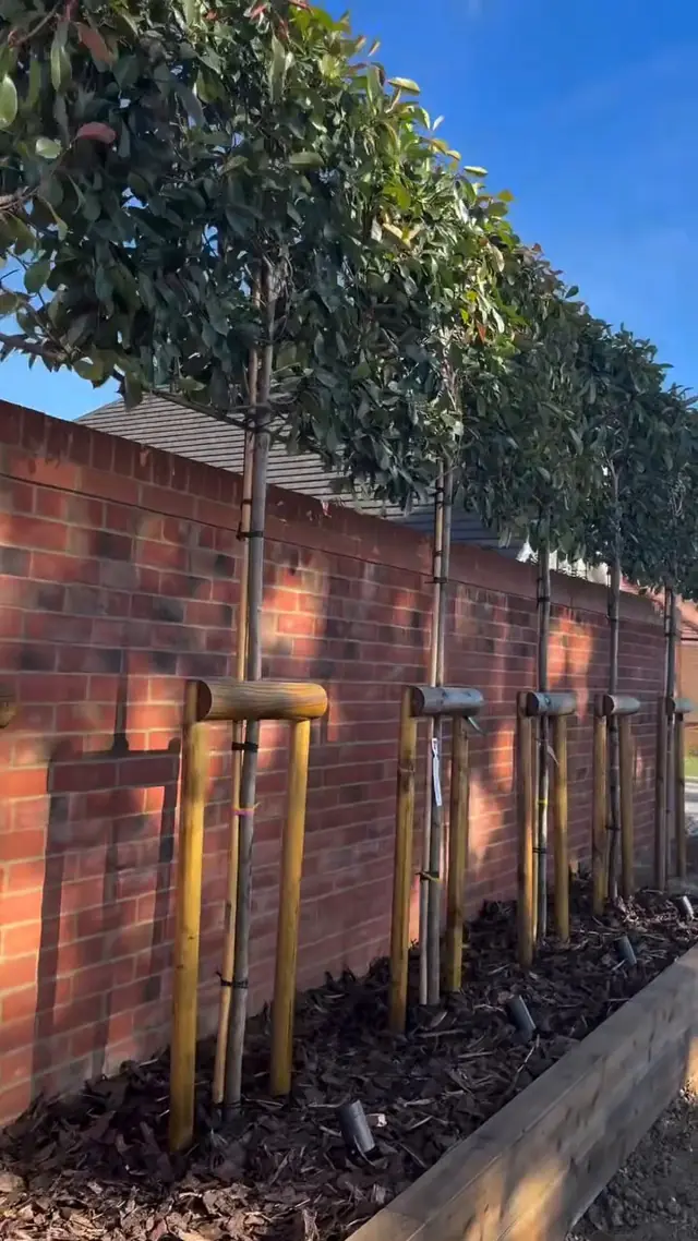 Finished living privacy wall seen along its length