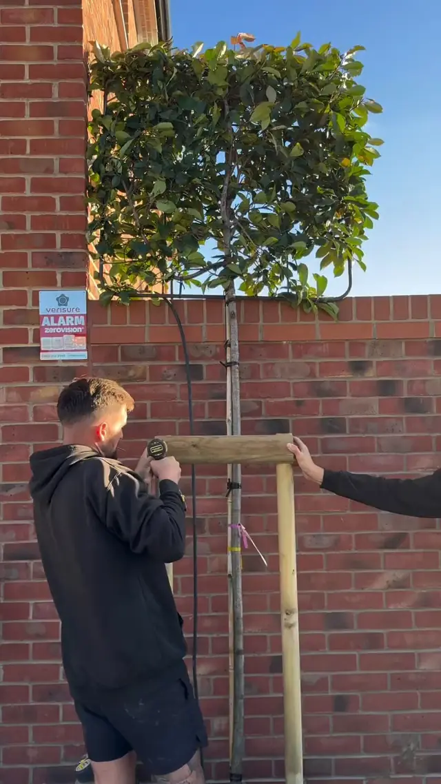 Installer fitting a timber support frame around a tree trunk