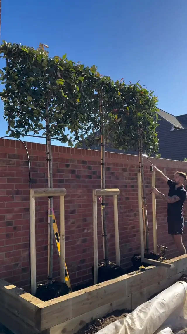 A row of pleached trees along a brick wall in a timber bed