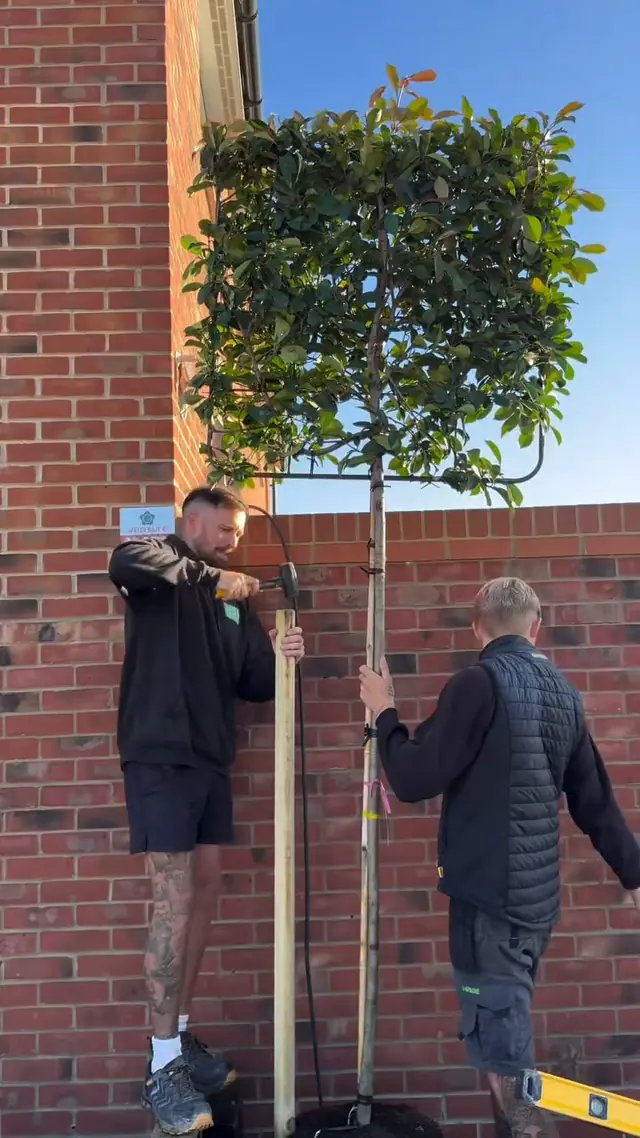 Two installers staking a pleached tree against a brick wall